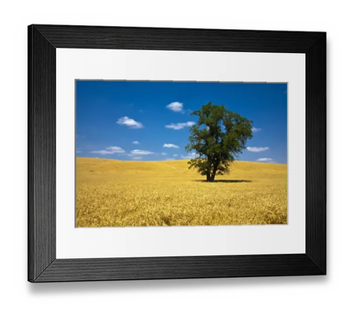 Framed Print : North America; USA; Washington; Palouse Country; Lone Tree in Field of Harvest Wheat Framed Print : North America; USA; Washington; Palouse Country; Lone Tree in Field of Harvest Wheat