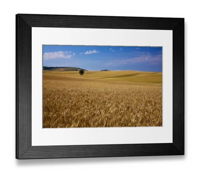 Framed Print : North America; USA; Washington; Palouse Country; Lone Tree in Field of Harvest Wheat