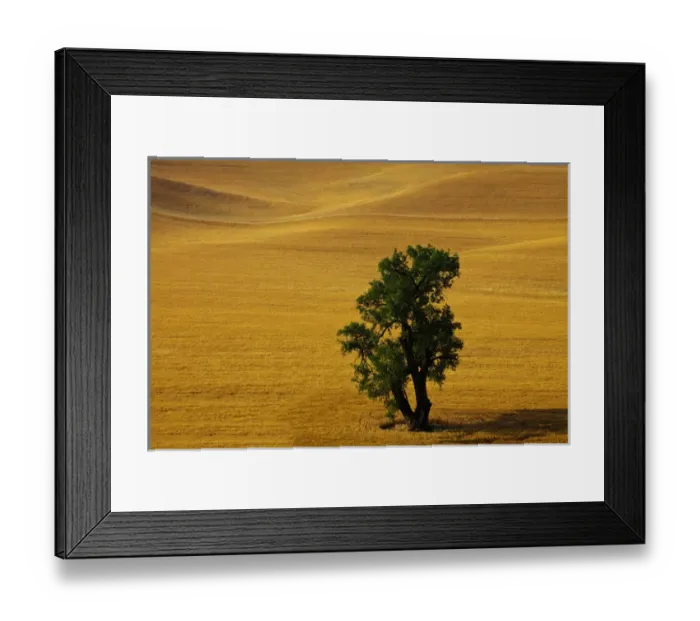Framed Print : North America; USA; Washington; Palouse Country; Lone Tree in Field of Harvest Wheat Framed Print : North America; USA; Washington; Palouse Country; Lone Tree in Field of Harvest Wheat