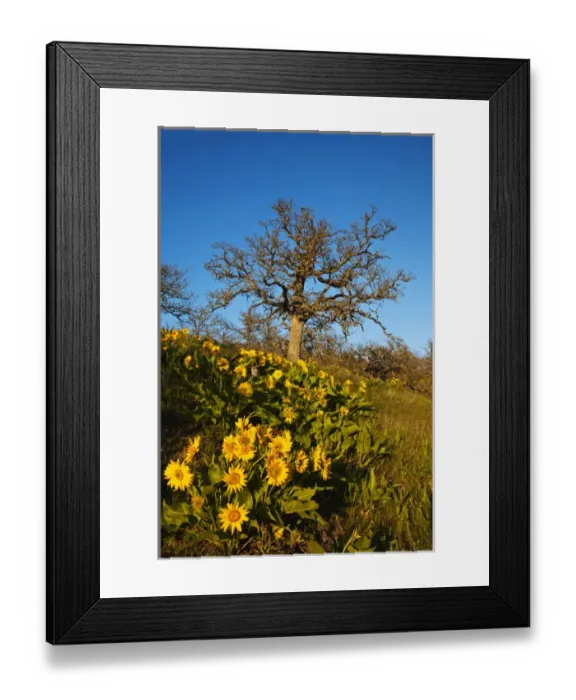 Framed Print : North America; USA; Washington; Columia George, Arrow Leaf Balsamroot and an Old Oak Framed Print : North America; USA; Washington; Columia George, Arrow Leaf Balsamroot and an Old Oak