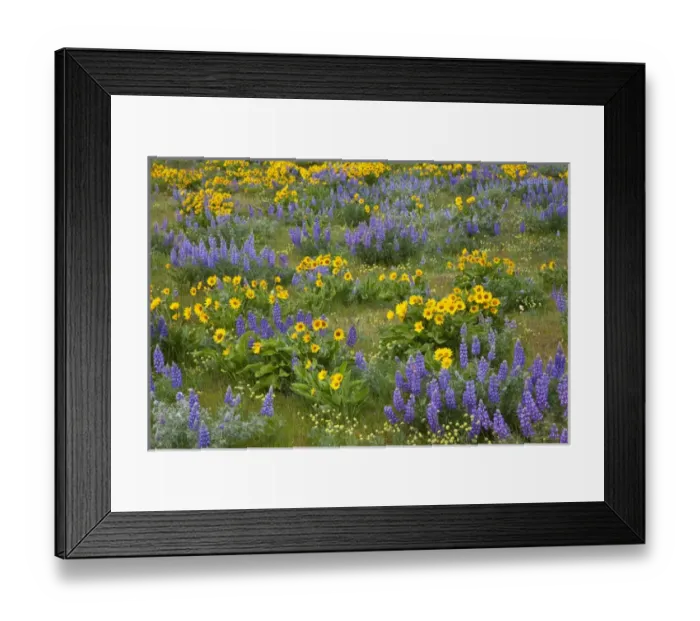 Framed Print : North America; USA; Washington; Columia George, Arrow Leaf Balsamroot and Lupine in Spring Framed Print : North America; USA; Washington; Columia George, Arrow Leaf Balsamroot and Lupine in Spring