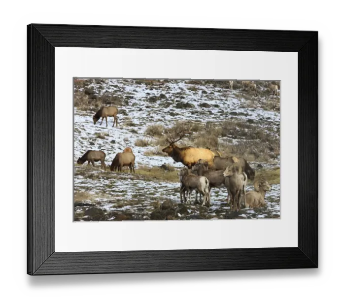 Framed Print : Elk with Big Horn Sheep, Oak Creek Wildlife Refuge, Washington, US Framed Print : Elk with Big Horn Sheep, Oak Creek Wildlife Refuge, Washington, US