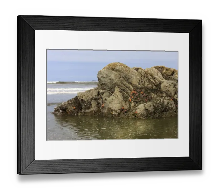Framed Print : Low tide reveals sea life. Olympic National Park, Washington, US Framed Print : Low tide reveals sea life. Olympic National Park, Washington, US