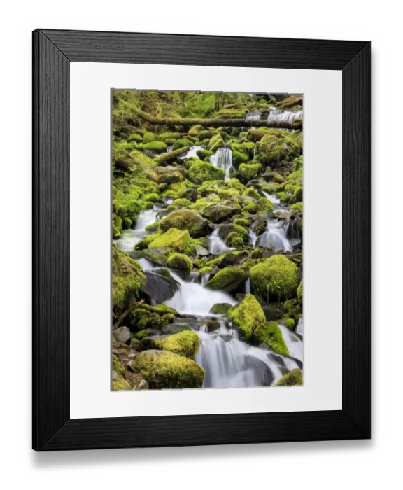Framed Print : Lush area with small creek. Olympic National Park, Washington, US Framed Print : Lush area with small creek. Olympic National Park, Washington, US