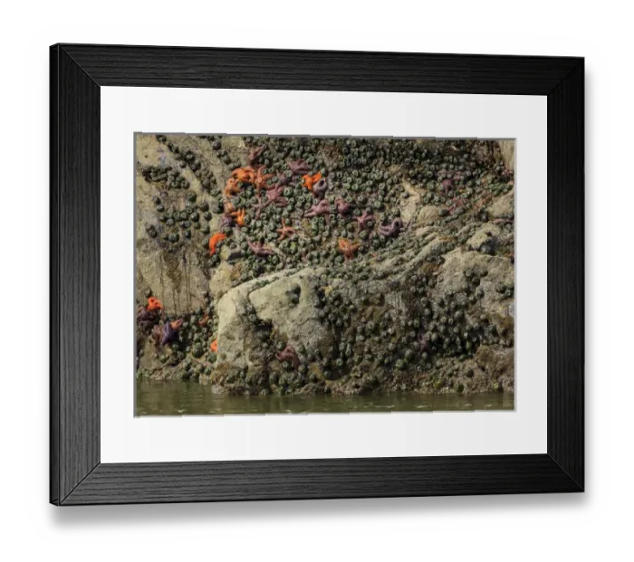 Framed Print : Mussels and sea stars clinging to rock at low tide. Olympic National Park, Washington, US