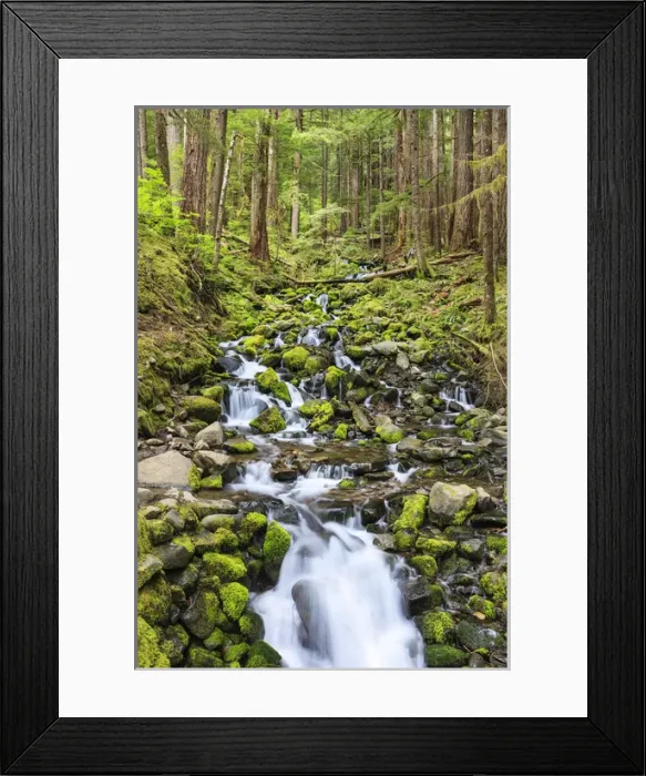 Framed Print : Small creek with waterfall. Olympic National Park, Washington, US Framed Print : Small creek with waterfall. Olympic National Park, Washington, US