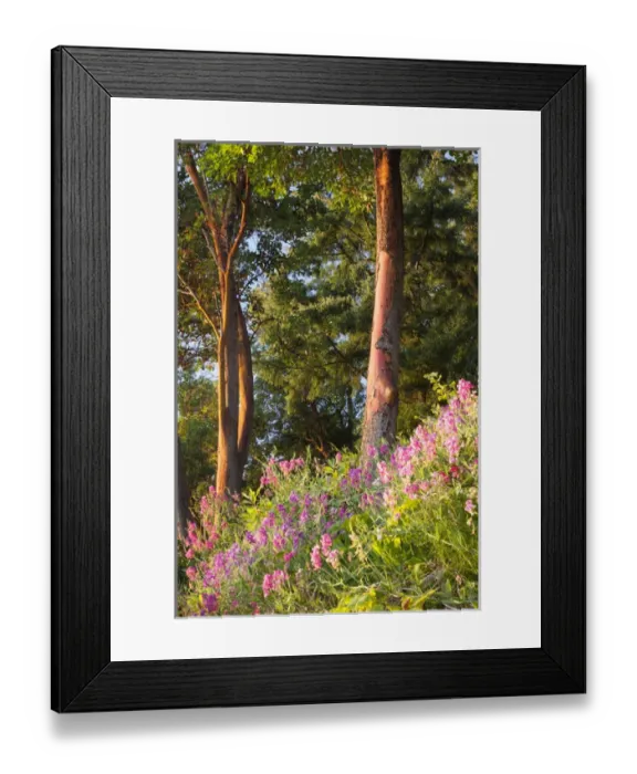Framed Print : Sunset colors on Lupines. Olympic Peninsula. Washington. USA Framed Print : Sunset colors on Lupines. Olympic Peninsula. Washington. USA