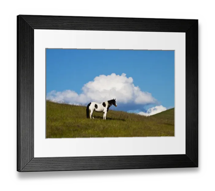Framed Print : North America; USA; Washington: Saint John; Horse on the hill side