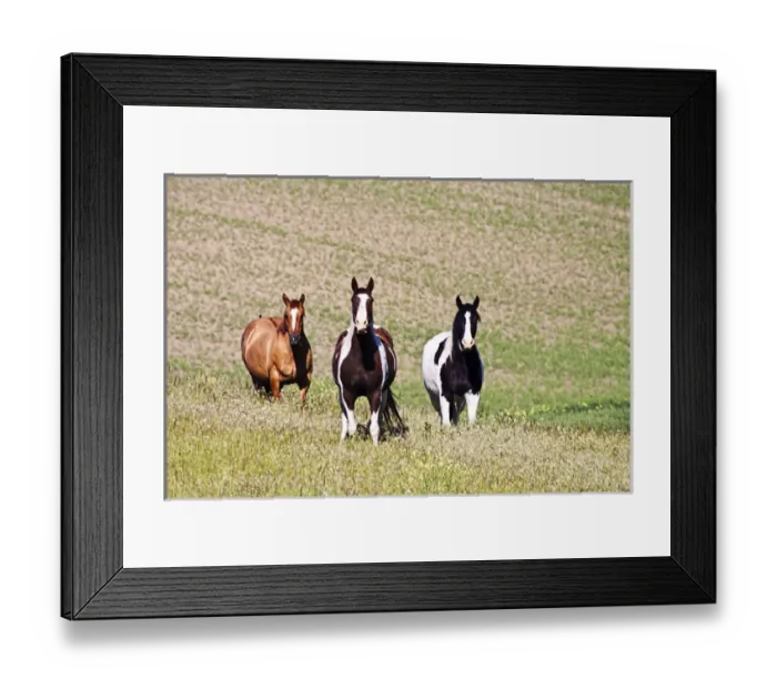 Framed Print : North America; USA; Washington: Saint John; Horses on the hill side Framed Print : North America; USA; Washington: Saint John; Horses on the hill side