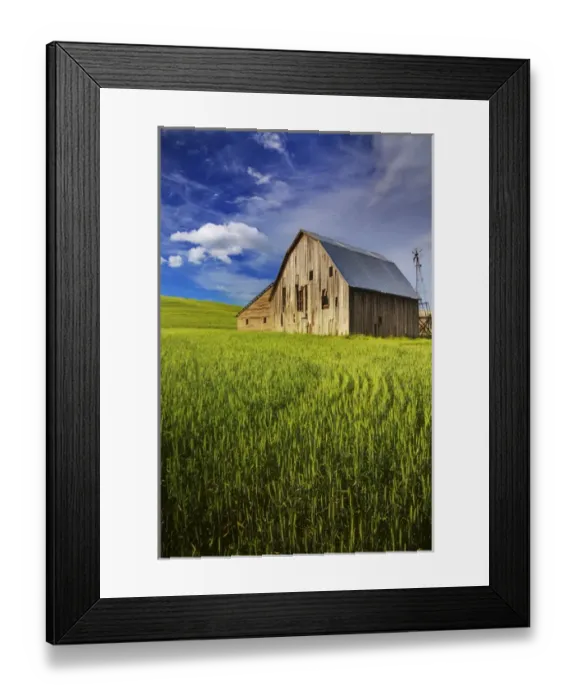 Framed Print : North America; USA; Washington; Palouse Country; Old Barn Surrounded by Spring Wheat Field Framed Print : North America; USA; Washington; Palouse Country; Old Barn Surrounded by Spring Wheat Field