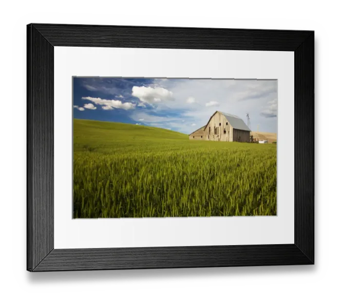 Framed Print : North America; USA; Washington; Palouse Country; Old Barn Surrounded by Spring Wheat Field Framed Print : North America; USA; Washington; Palouse Country; Old Barn Surrounded by Spring Wheat Field
