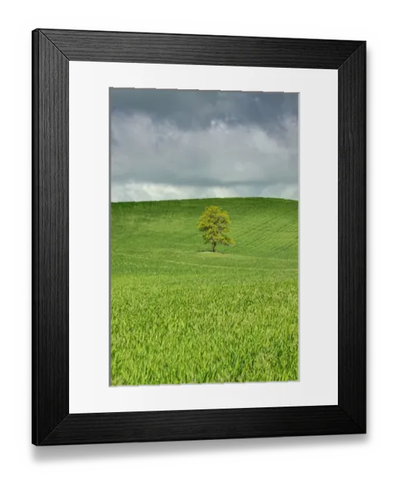 Framed Print : North America; USA; Washington; Palouse Country; Lone Tree In Rolling Hills of Wheat Framed Print : North America; USA; Washington; Palouse Country; Lone Tree In Rolling Hills of Wheat