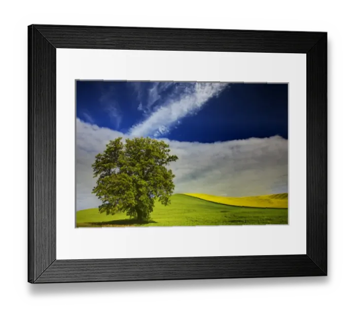 Framed Print : North America; USA; Washington; Palouse Country; Lone Tree In Rolling Hills of Wheat Framed Print : North America; USA; Washington; Palouse Country; Lone Tree In Rolling Hills of Wheat