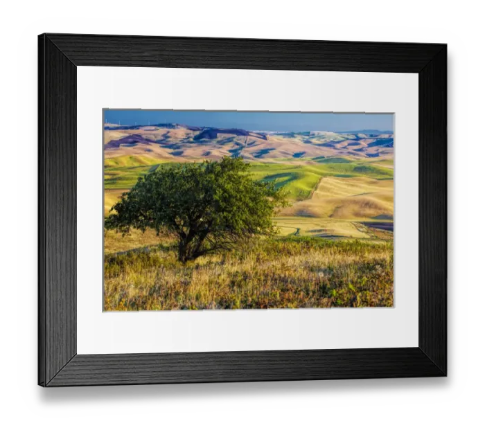 Framed Print : North America; USA; Washington; Palouse Region; Old Apple Tree over Looking the Rolling Framed Print : North America; USA; Washington; Palouse Region; Old Apple Tree over Looking the Rolling