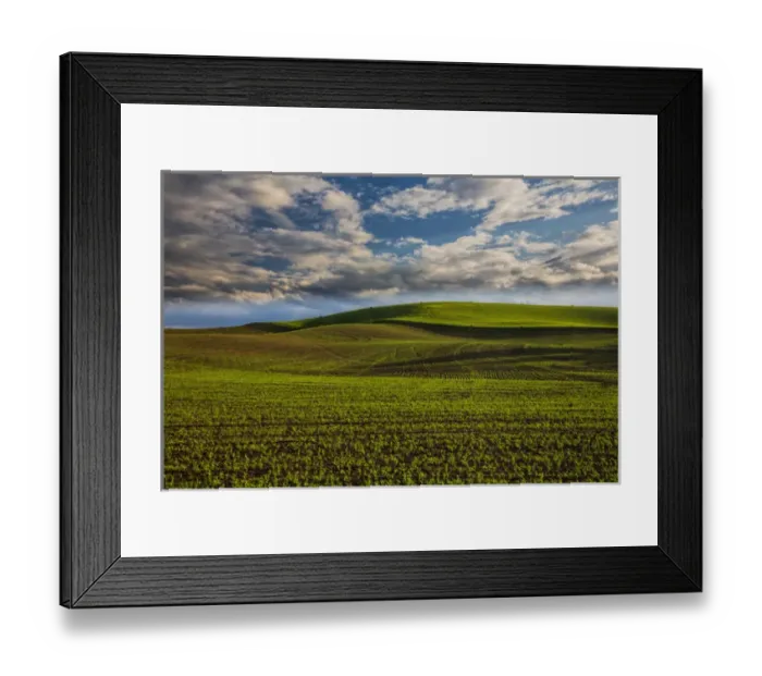 Framed Print : North America; USA; Washington; Palouse Country; Spring Rolling Hills of Wheat and Fallow Framed Print : North America; USA; Washington; Palouse Country; Spring Rolling Hills of Wheat and Fallow
