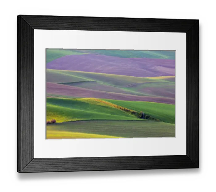 Framed Print : North America; USA; Washington; Palouse Country; Spring Rolling Hills of Wheat and Fallow Framed Print : North America; USA; Washington; Palouse Country; Spring Rolling Hills of Wheat and Fallow