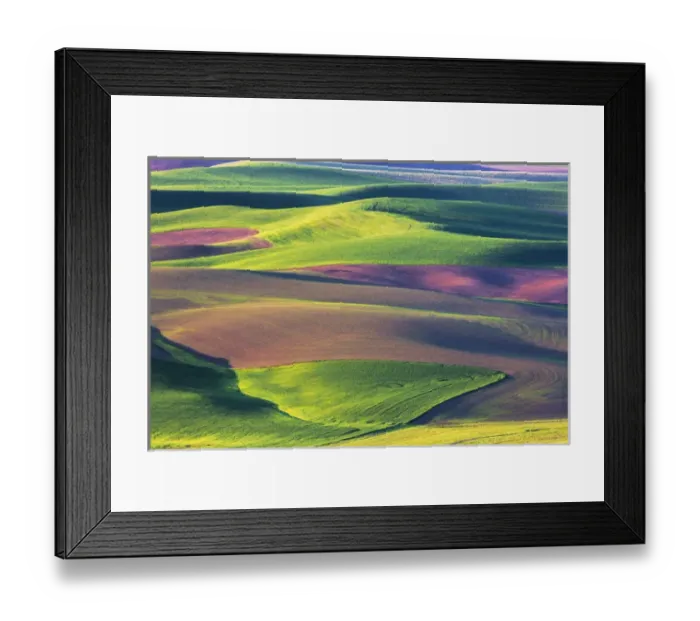Framed Print : North America; USA; Washington; Palouse Country; Spring Rolling Hills of Wheat and Fallow Framed Print : North America; USA; Washington; Palouse Country; Spring Rolling Hills of Wheat and Fallow