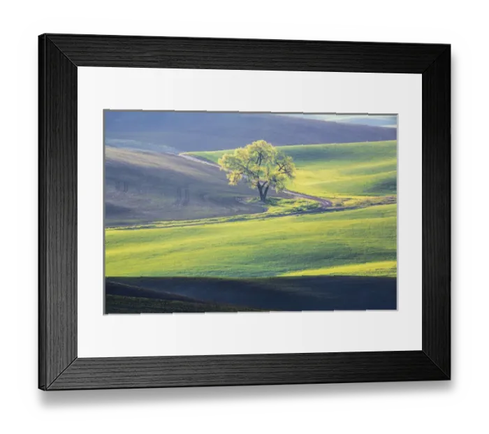 Framed Print : North America; USA; Washington; Palouse; Lone Tree in Wheat Field Framed Print : North America; USA; Washington; Palouse; Lone Tree in Wheat Field