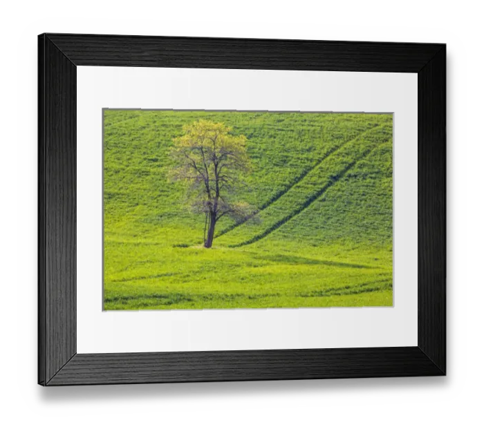 Framed Print : North America; USA; Washington; Palouse Country; Spring Rolling Hills of Wheat and Lone Framed Print : North America; USA; Washington; Palouse Country; Spring Rolling Hills of Wheat and Lone