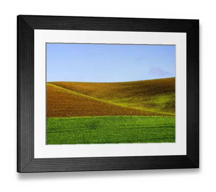 Framed Print : North America; USA; Washington; Palouse Country; Spring Wheat Field Framed Print : North America; USA; Washington; Palouse Country; Spring Wheat Field