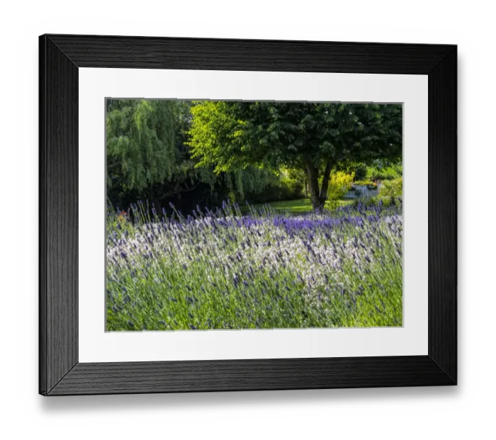 Framed Print : North America; USA; Washington; Sequim; Lavender Field; Lavendar Field in full boom with