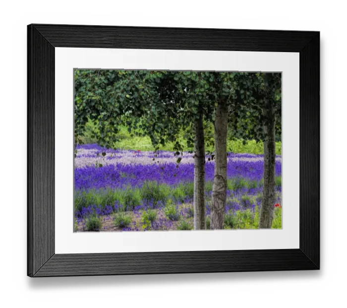 Framed Print : North America; USA; Washington; Sequim; Lavender Field; Lavender Field in full boom with Framed Print : North America; USA; Washington; Sequim; Lavender Field; Lavender Field in full boom with