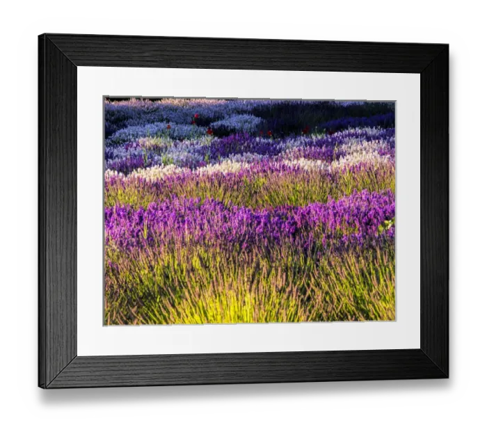 Framed Print : North America; USA; Washington; Sequim; Lavender Field; Lavendar Field in full boom Framed Print : North America; USA; Washington; Sequim; Lavender Field; Lavendar Field in full boom