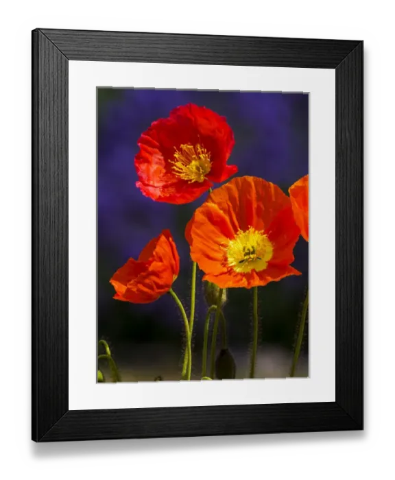 Framed Print : North America; USA; Washington; Poppies on Display Framed Print : North America; USA; Washington; Poppies on Display