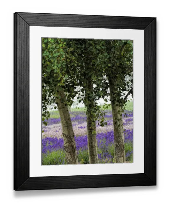 Framed Print : North America; USA; Washington; Sequim; Lavender Field; Lavender Field in full boom with