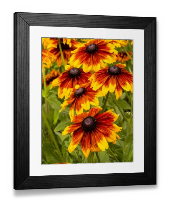 Framed Print : North America; USA; Washington; Seattle; Cherokee Sunset in Full Bloom Framed Print : North America; USA; Washington; Seattle; Cherokee Sunset in Full Bloom
