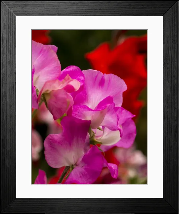 Framed Print : North America; USA; Washington; Seattle; Sweet Peas in Bloom Framed Print : North America; USA; Washington; Seattle; Sweet Peas in Bloom
