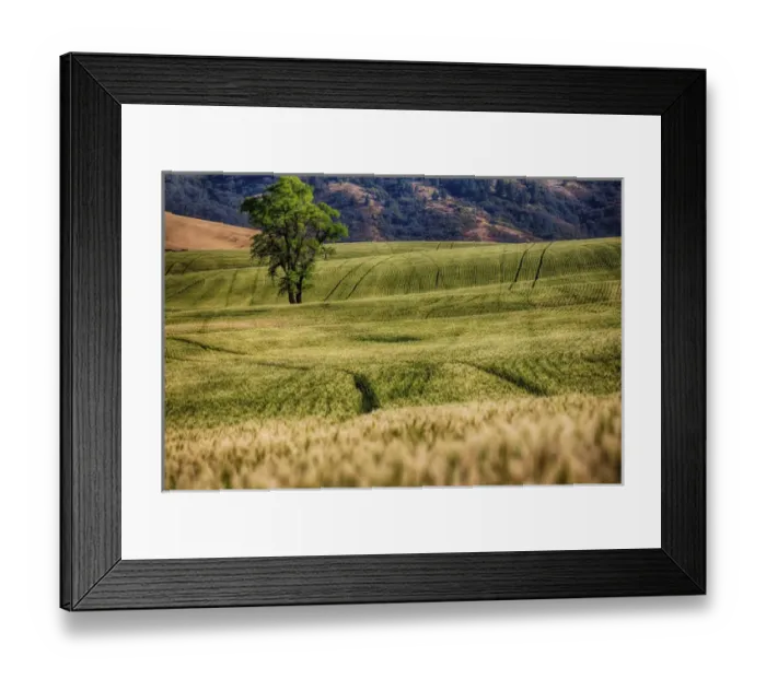 Framed Print : North America; USA; Washington; Palouse Region; Lone Tree in Harvest Wheat Field