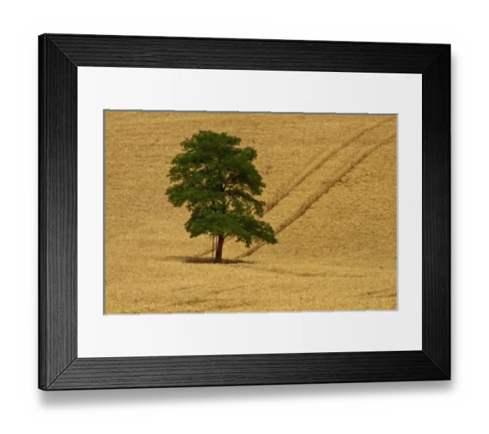 Framed Print : North America; USA; Washington; Palouse Region; Lone Tree in Harvest Wheat Field Framed Print : North America; USA; Washington; Palouse Region; Lone Tree in Harvest Wheat Field