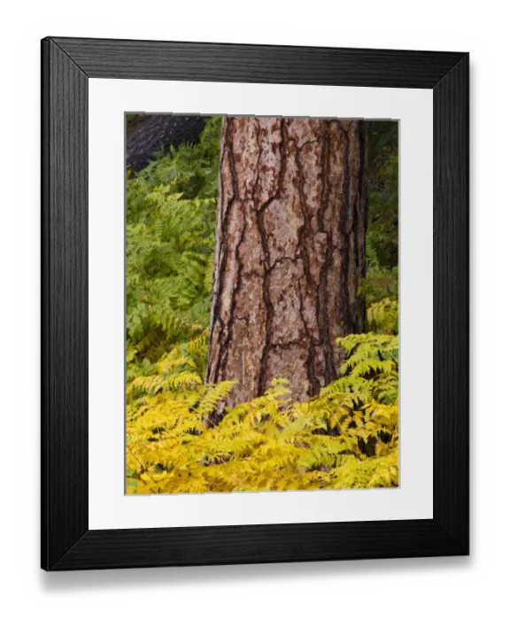 Framed Print : North America; USA; Washington; North Cascades National Park Framed Print : North America; USA; Washington; North Cascades National Park