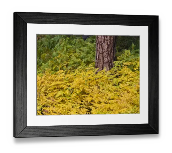 Framed Print : North America; USA; Washington; North Cascades National Park Framed Print : North America; USA; Washington; North Cascades National Park
