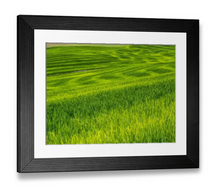 Framed Print : North America; USA; Washington; Palouse Country; Rolling Green Hills of Spring Wheat Framed Print : North America; USA; Washington; Palouse Country; Rolling Green Hills of Spring Wheat