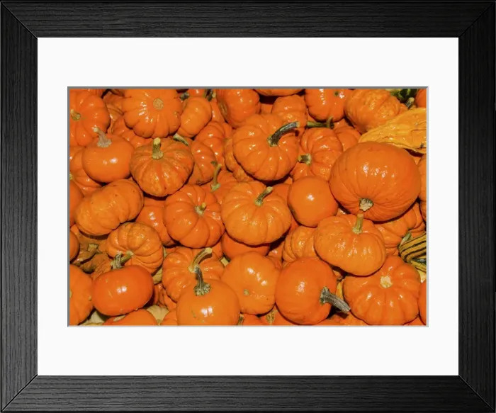 Framed Print : Small Orange Pumpkins Squash Cucurbita Pepo Squash Framed Print : Small Orange Pumpkins Squash Cucurbita Pepo Squash