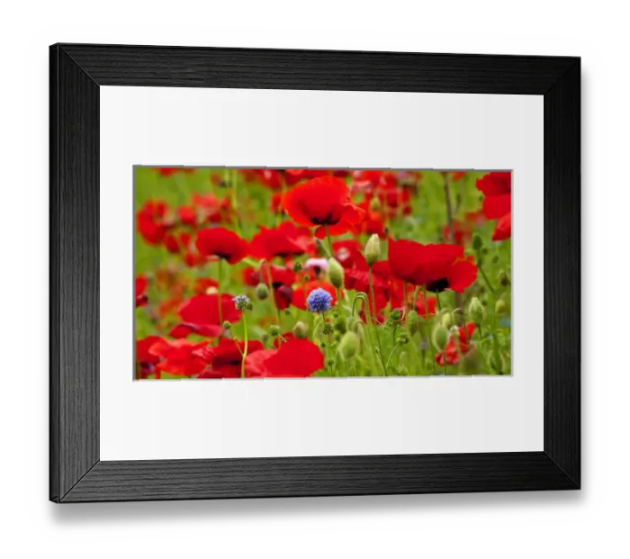 Framed Print : Red Poppies Flowers Blue Clover in Field Snoqualme Washington Papaver Rhoeas Common