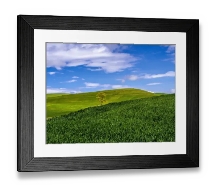 Framed Print : North America; USA; Washington; Palouse Country; Lone Tree in Spring Wheat Field Framed Print : North America; USA; Washington; Palouse Country; Lone Tree in Spring Wheat Field