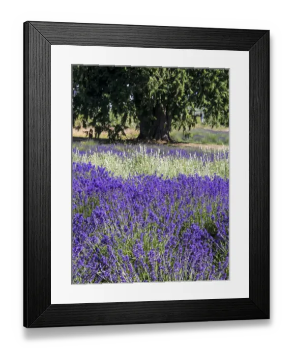 Framed Print : North America; USA; Washington; Sequim; Lavender Field; Lavendar Field in full boom with Framed Print : North America; USA; Washington; Sequim; Lavender Field; Lavendar Field in full boom with