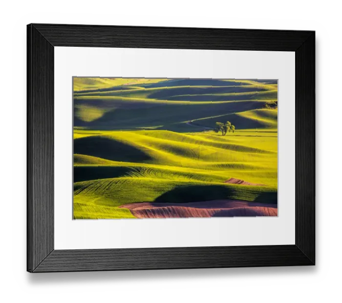 Framed Print : North America; Usa; Washington; Palouse Country; Lone Tree in Wheat Field with Evening Light Framed Print : North America; Usa; Washington; Palouse Country; Lone Tree in Wheat Field with Evening Light