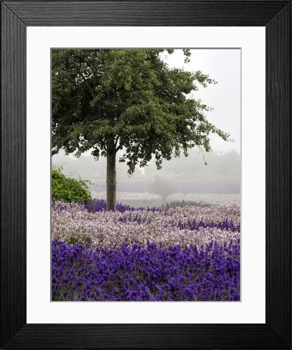Framed Print : North America; USA; Washington; Sequim; Lavender Field; Lavendar Field in full boom with