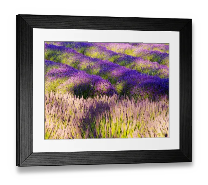 Framed Print : North America; USA; Washington; Sequim; Lavender Field; Lavendar Field in full boom Framed Print : North America; USA; Washington; Sequim; Lavender Field; Lavendar Field in full boom