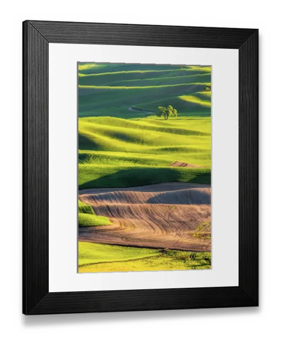 Framed Print : North America; Usa; Washington; Palouse Country; Lone Tree in Wheat Field with Evening Light Framed Print : North America; Usa; Washington; Palouse Country; Lone Tree in Wheat Field with Evening Light