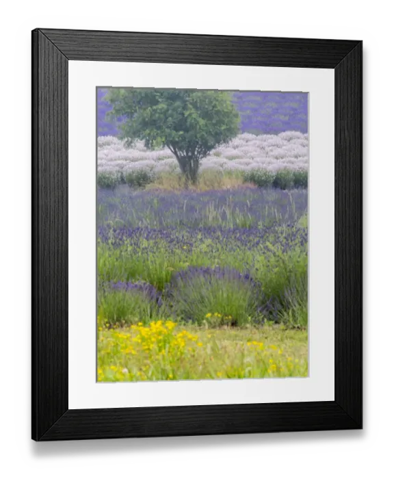 Framed Print : North America; USA; Washington; Sequim; Lavender Field; Lavendar Field in full boom with Framed Print : North America; USA; Washington; Sequim; Lavender Field; Lavendar Field in full boom with