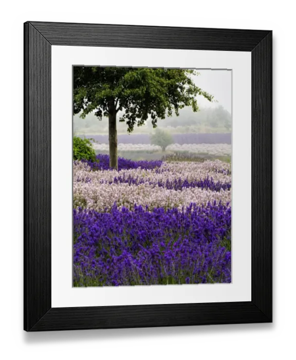 Framed Print : North America; USA; Washington; Sequim; Lavender Field; Lavendar Field in full boom with Framed Print : North America; USA; Washington; Sequim; Lavender Field; Lavendar Field in full boom with