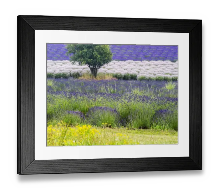 Framed Print : North America; USA; Washington; Sequim; Lavender Field; Lavendar Field in full boom with Framed Print : North America; USA; Washington; Sequim; Lavender Field; Lavendar Field in full boom with