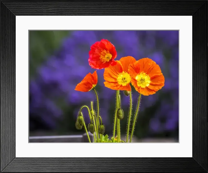 Framed Print : North America; USA; Washington; Poppies on Display