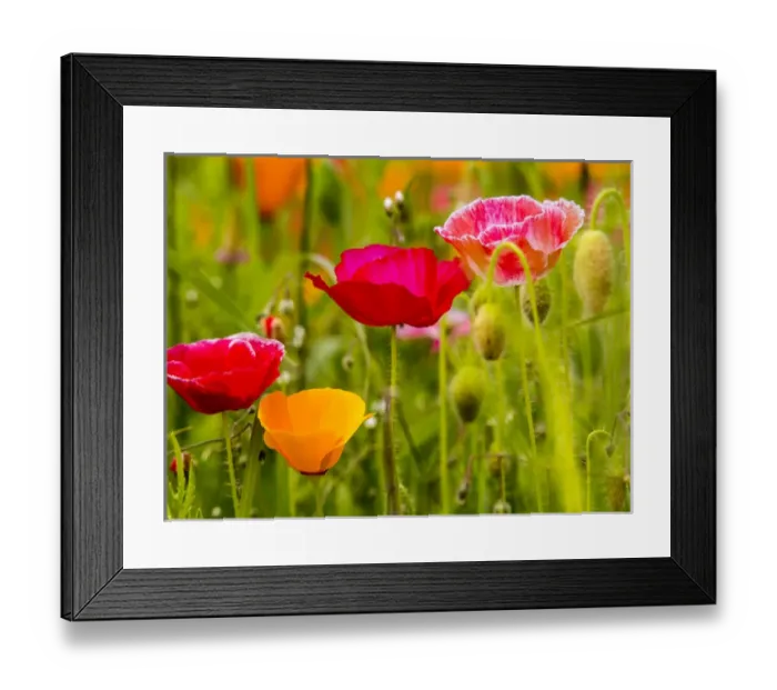 Framed Print : North America; USA; Washington; Poppies on Display Framed Print : North America; USA; Washington; Poppies on Display