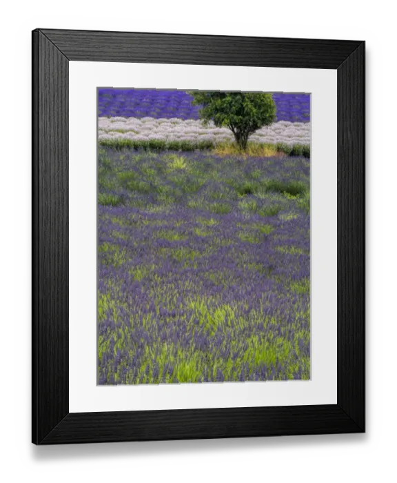 Framed Print : North America; USA; Washington; Sequim; Lavender Field; Lavendar Field in full boom with Framed Print : North America; USA; Washington; Sequim; Lavender Field; Lavendar Field in full boom with